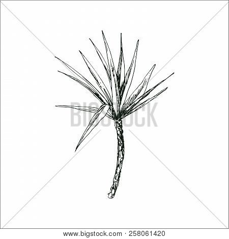 Isolated Sketched Coconut Or Queen Palm Tree With Leaves. Beach And Rainforest, Desert Coco Flora. F