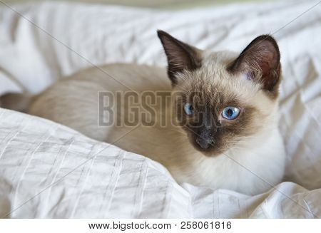 Cat Sleek Haired (mekong Bobtail, Tailless) Lies