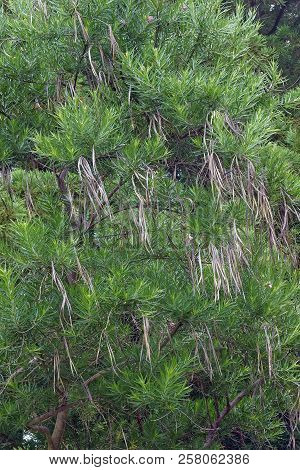 Desert Willow Tree (chilopsis Linearis) With Seeds.