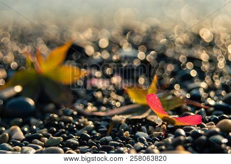 Maple Leaf On The Shore Of Autumn Bokeh Helios Background Texture