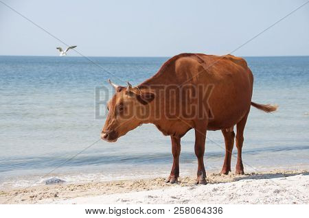 Cow Walking On The Luxury White Sand Beach