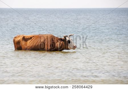 Cow Walking On The Luxury White Sand Beach