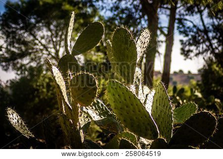 Day In Forest Of Oujda In Summer 2018