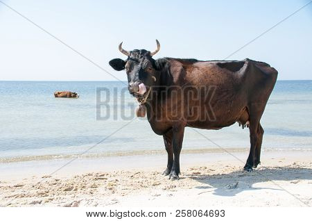 Cow Walking On The Luxury White Sand Beach