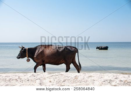 Cow Walking On The Luxury White Sand Beach