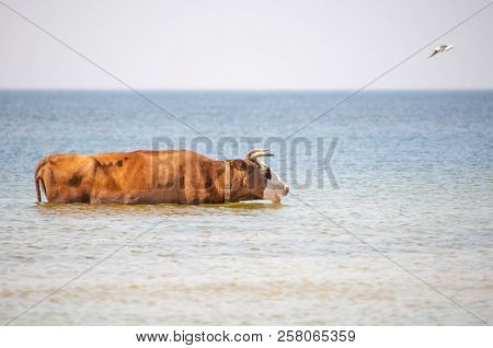 Cow Walking On The Luxury White Sand Beach
