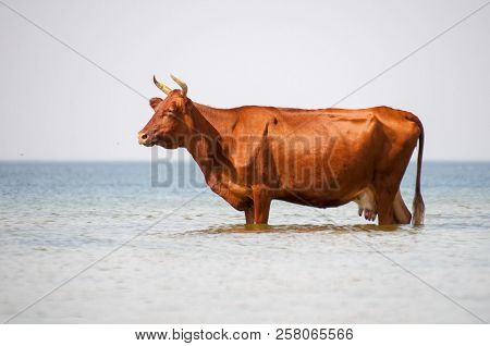Cow Walking On The Luxury White Sand Beach