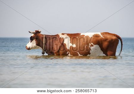 Cow Walking On The Luxury White Sand Beach