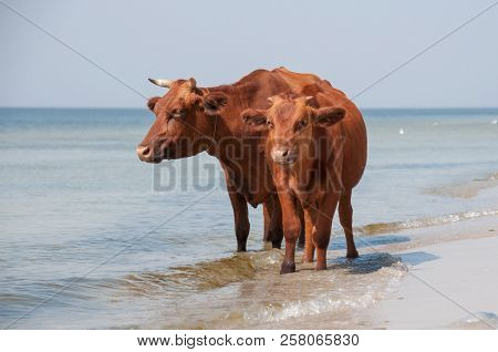 Cow Walking On The Luxury White Sand Beach
