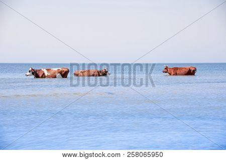 Cow Walking On The Luxury White Sand Beach