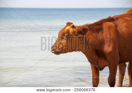Cow Walking On The Luxury White Sand Beach