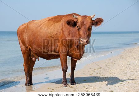 Cow Walking On The Luxury White Sand Beach
