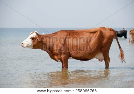 Cow Walking On The Luxury White Sand Beach