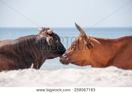 Cow Walking On The Luxury White Sand Beach
