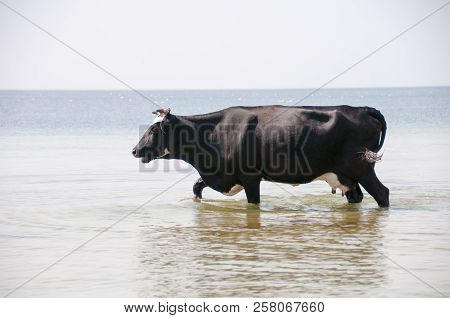 Cow Walking On The Luxury White Sand Beach
