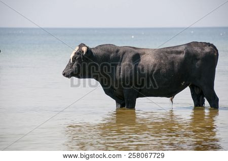 Cow Walking On The Luxury White Sand Beach