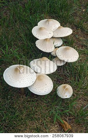 False Parasol Mushroom (chlorophyllum Molybdites). Called Green-spored Lepiota And Vomiter Also.
