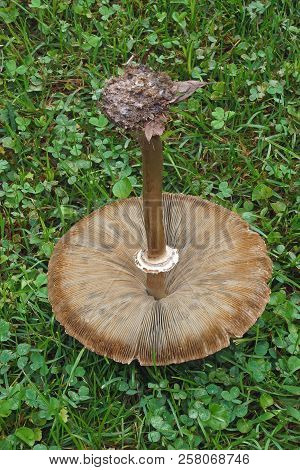 False Parasol Mushroom (chlorophyllum Molybdites). Called Green-spored Lepiota And Vomiter Also.