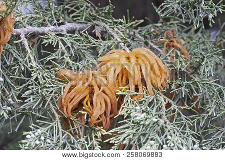 Juniper-apple Rust Fungus (gymnosporangium Juniperi-virginianae). Called Cedar-apple Rust Also.