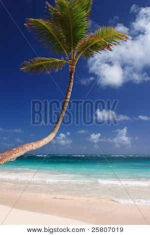 Egzotik Karayipler beach palm ağacı