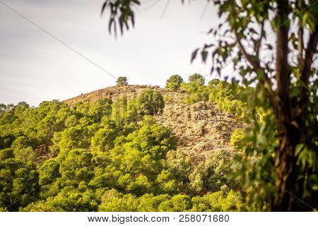 Day In The Forest