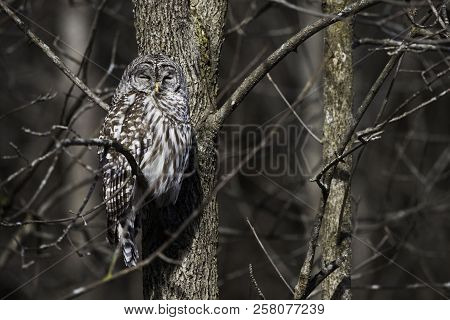 A Sleepy Barred Owl, Strix Varia, Perched In A Tree