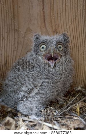 A Wide Eyed Eastern Screech Owl Chick, Megascops Asio