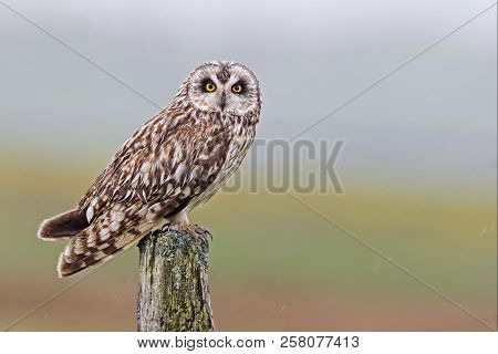 A Perched Short-eared Owl, Asio Flammeus, From The Orkney Moors