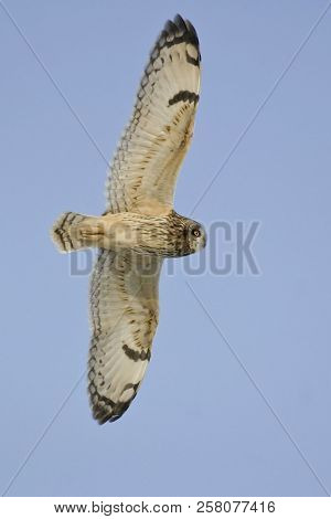 Vertical Of A Short-eared Owl, Asio Flammeus, In Flight