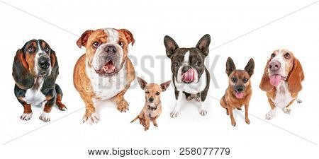 group of dogs sitting on an isolated white background looking up