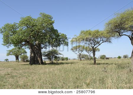 สวยงาม ด้วยต้น baobab เครื่องมือในแอฟริกา