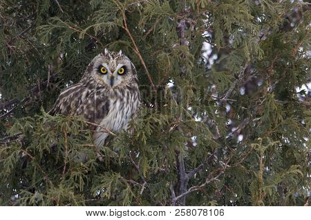 A Perched Short-eared Owl, Asio Flammeus, In Pine Tree