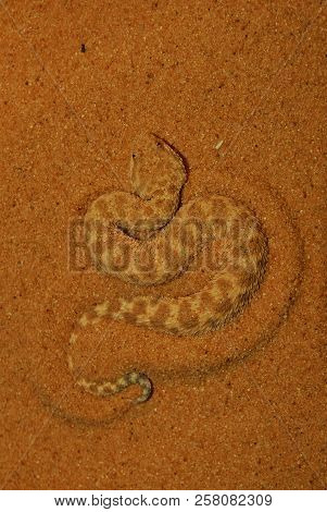 Cerastes Vipera Starts To Hide In The Sand