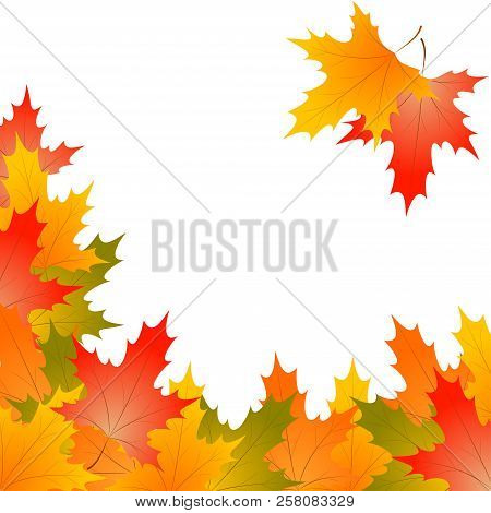 Frame Of Autumn Maple Leaves On A White Background