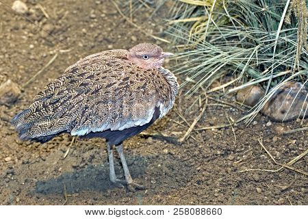 View Of A Buff-crested Bustard, Eupodotis Gindiana Relaxing
