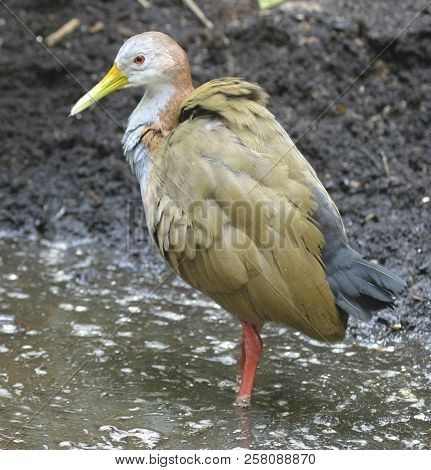A Standing Giant Wood Rail, Aramides Ypecaha
