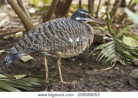 A Sunbittern, Eurypyga Helias, Relaxing On Shore