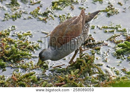A Spot-flanked Gallinule, Gallinula Melanops, In Wetlands