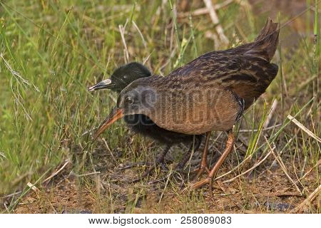 An Adult And Chick, Virginia Rail, Rallus Limicola