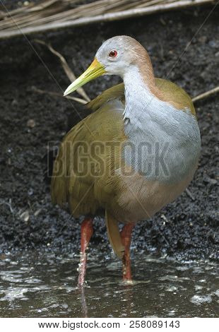 An Alert Giant Wood Rail, Aramides Ypecaha