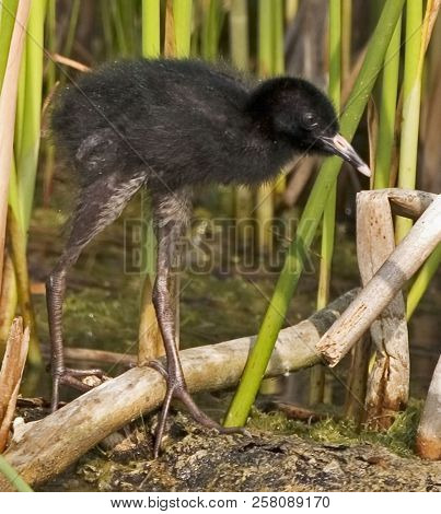 A Vertical Of Young Virginia Rail, Rallus Limicola