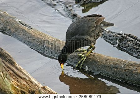 A Red-fronted Coot, Fulica Rufifrons Drinking Water