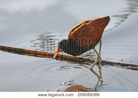 View Of A Wattled Jacana, Jacana Jacana Wading