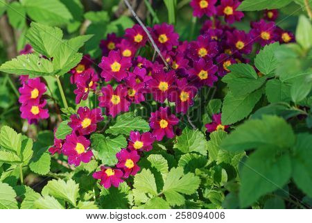 Amazing Nature Of Purple Flowers Under Sunlight At The Middle Of Summer Or Spring Day Landscape. In 