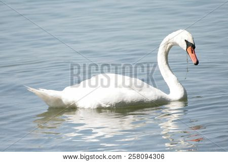 Beautiful Swans Swimming On The Drawsko Lake.