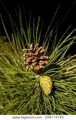 Pine, View Of Two Pine Cones Young And In A Ripe Pinecone With Seeds.