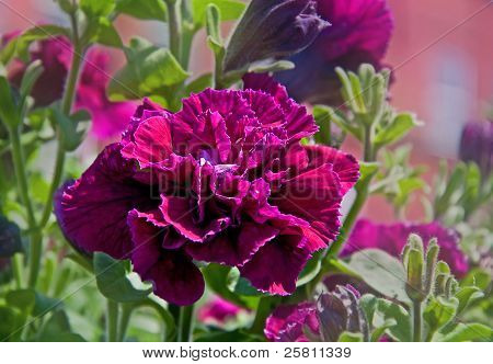 Maco Petunia Flower - Double Burgundy Madness