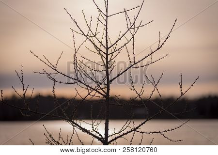 Bare Tamarack Tree At Sunset In Northern Wisconsin.