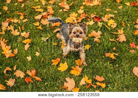 Beautiful Yorkshire Terrier Playing With A Ball On A Grass. Puppy Walking, Has Fun Outdoor In Fall S