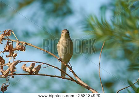 Blyths Reed Warbler (acrocephalus Dumetorum) Flew To The Branch And Looked Directly Into The Camera 